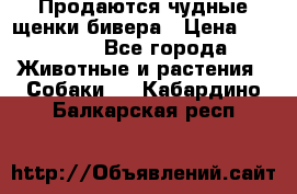 Продаются чудные щенки бивера › Цена ­ 25 000 - Все города Животные и растения » Собаки   . Кабардино-Балкарская респ.